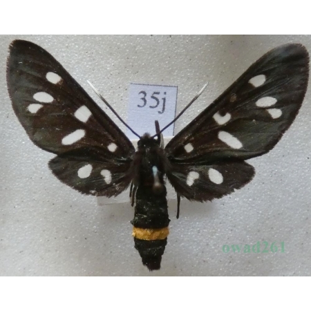 Amata phegea (Linnaeus, 1758) Oblaczek granatek Czech35j